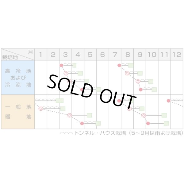 画像3: 送料無料　[ほうれんそう]　ミラージュ　約750粒　(株)サカタのタネ　実咲250（003007） (3)
