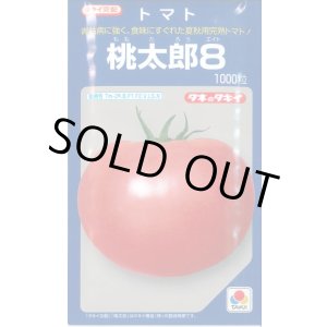 画像: 送料無料　[トマト/桃太郎系]　桃太郎8　1000粒　貴種(コートしてません)　タキイ種苗(株)