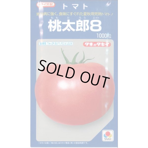 画像1: 送料無料　[トマト/桃太郎系]　桃太郎8　1000粒　貴種(コートしてません)　タキイ種苗(株) (1)