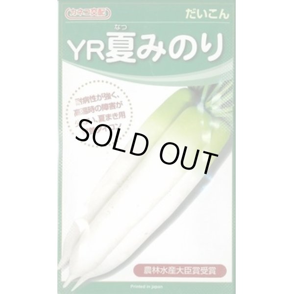 画像1: [大根]　ＹＲ夏みのり　3Lコート5000粒　カネコ交配 (1)