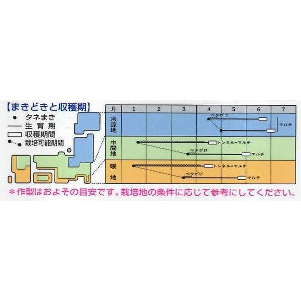 画像3: [大根]　トップランナー3.5ml　タキイ種苗（株）　DF　 (3)