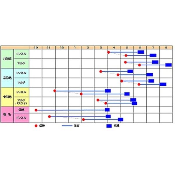 画像3: 送料無料　[大根]　春岬　ペレット種子3L　5000粒　渡辺農事（株） (3)