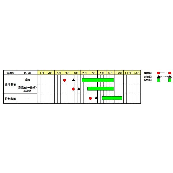 画像2: 送料無料　[キュウリ]　ずーっととれる　約16粒　(株)サカタのタネ　実咲550（002847） (2)