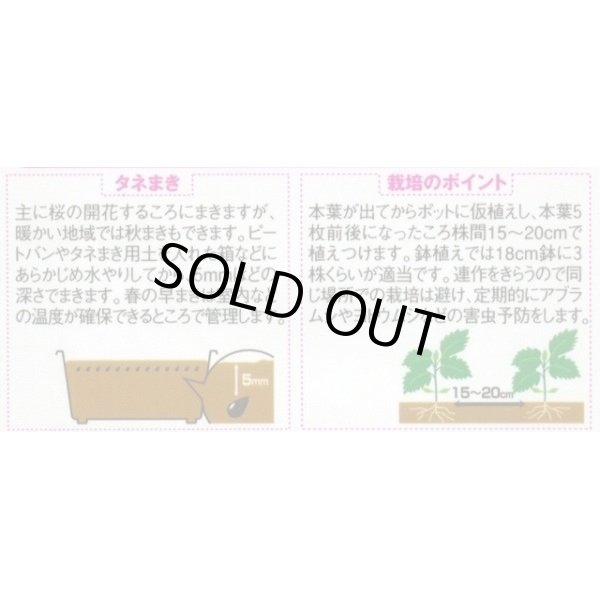 画像3: 送料無料　花の種　アスター　松本イエロー　約190粒　(株)サカタのタネ　実咲250（026209） (3)