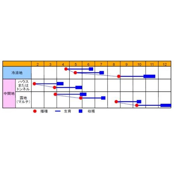 画像2: [大根]　四季姫２号　1000粒　渡辺交配 (2)