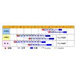 画像3: [大根]　春のきらめき　150粒　渡辺交配 (3)