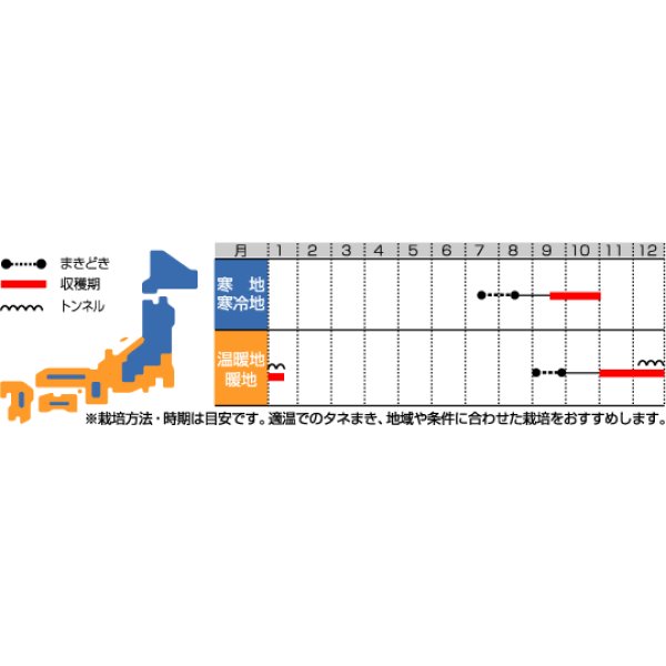 画像2: 送料無料　[大根]　紅化粧　20ml　(株)サカタのタネ (2)