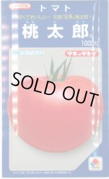 画像: 送料無料　[トマト/桃太郎系]　桃太郎　1000粒　貴種(コートしてません)　タキイ種苗