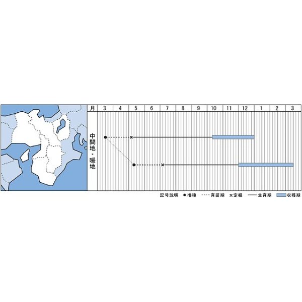 画像2: [ねぎ]　ホワイトタイガー　8ml　タキイ種苗（株）　DF (2)