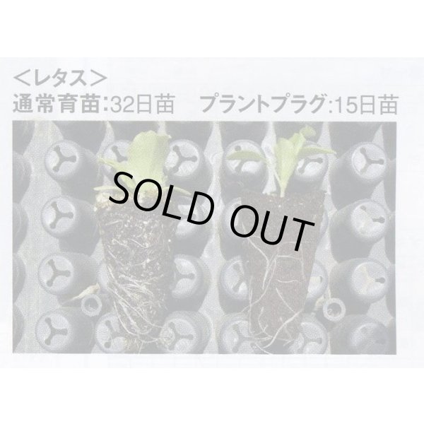 画像7: 接木・生産資材　プラントプラグ　406穴　Jiffy (7)