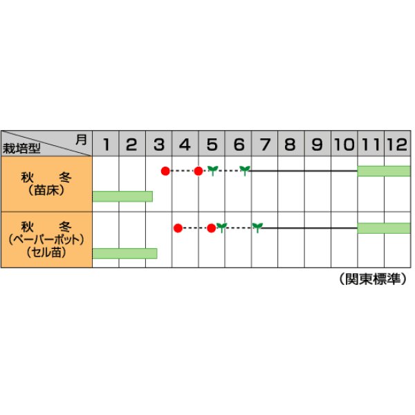 画像5: 送料無料 [ねぎ] 冬扇3号 20ml (裸種子) (株)サカタのタネ (5)