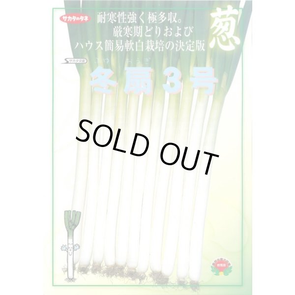 画像2: 送料無料　[ねぎ]　冬扇3号　20ml　(裸種子)　(株)サカタのタネ (2)
