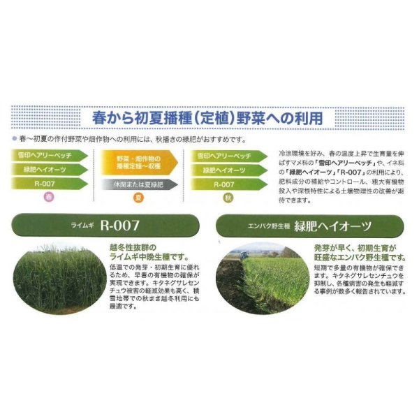 画像5: [緑肥]　ライ麦　R-007　1kg　雪印種苗(株) (5)