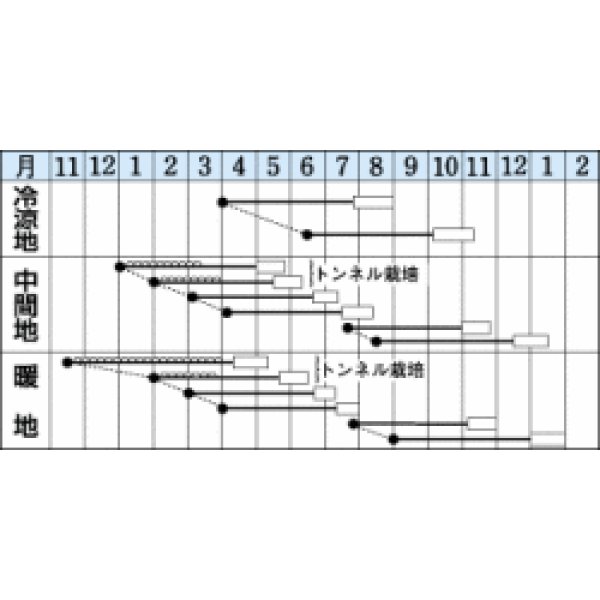 画像3: [シーダー種子]　にんじん　向陽二号　1粒×6cm間隔　 (3)