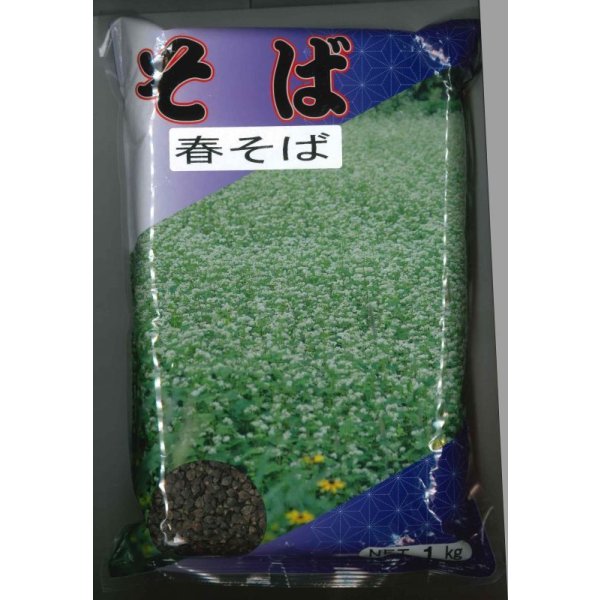 画像1: 春そば　1kg　カネコ種苗（株） (1)