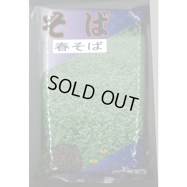 画像1: 春そば　1kg　カネコ種苗（株） (1)