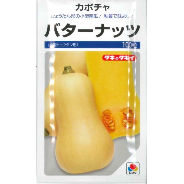 画像1: [かぼちゃ]　バターナッツ　100粒　タキイ種苗（株） (1)