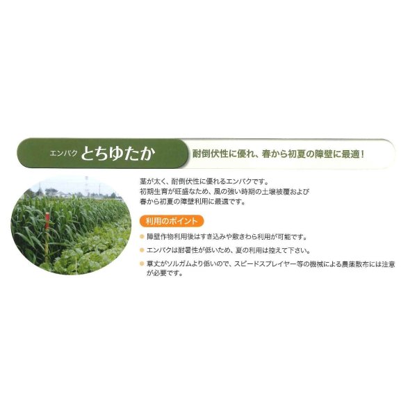 画像4: [緑肥]　エンバク　とちゆたか　1kg　雪印種苗（株） (4)