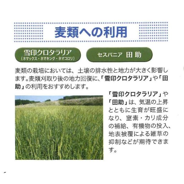 画像3: [緑肥]　田助　1kg　(根粒菌別売り)雪印種苗(株) (3)