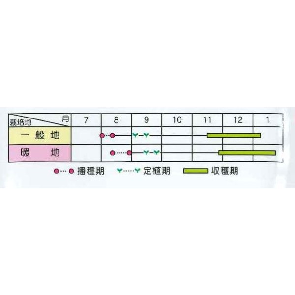 画像3: [ブロッコリー] グリーンキャノン 2000粒 (株)サカタのタネ (3)