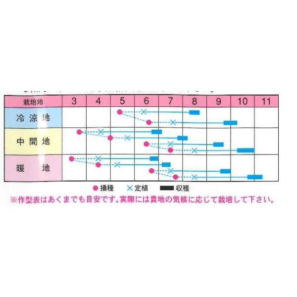 画像2: [キャベツ]　味珠　20ｍｌ　渡辺交配 (2)