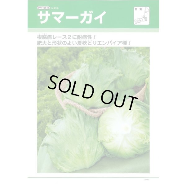 画像2: [レタス]　サマーガイ　ペレット種子　5000粒　タキイ種苗(株) (2)