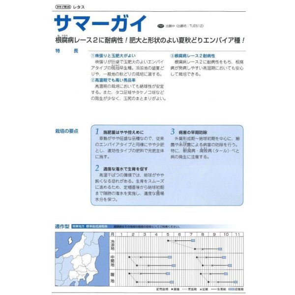 画像3: [レタス]　サマーガイ　　ペレット5000粒　タキイ種苗（株） (3)