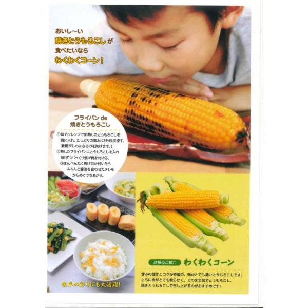 画像5: 送料無料　[とうもろこし]　わくわくコーン82　100粒　カネコ種苗（株） (5)