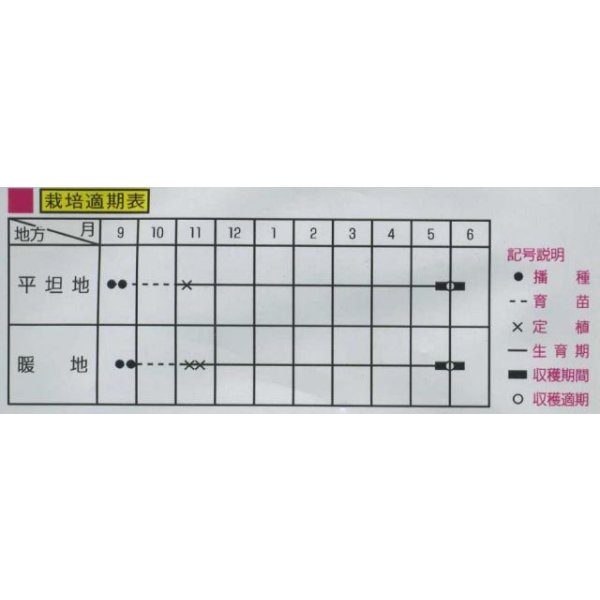 画像2: [たまねぎ] サラダ赤玉葱 5ml （株）大和農園 (2)