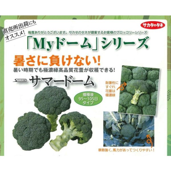 画像6: 送料無料 [ブロッコリー] サマードーム コート5000粒 (株)サカタのタネ (6)