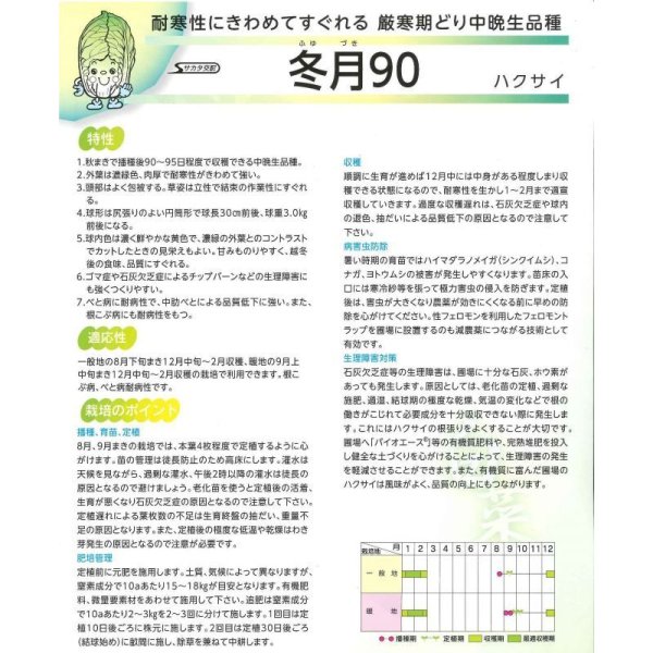 画像3: 送料無料　[白菜]　耐病黄芯90日型(冬月90)　約130粒　(株)サカタのタネ　実咲450（002937） (3)