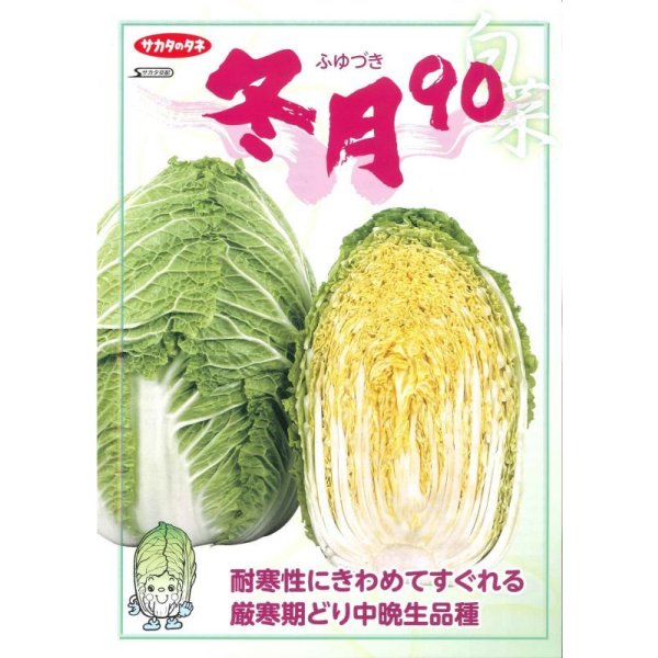 画像2: 送料無料　[白菜]　耐病黄芯90日型(冬月90)　約130粒　(株)サカタのタネ　実咲450（002937） (2)
