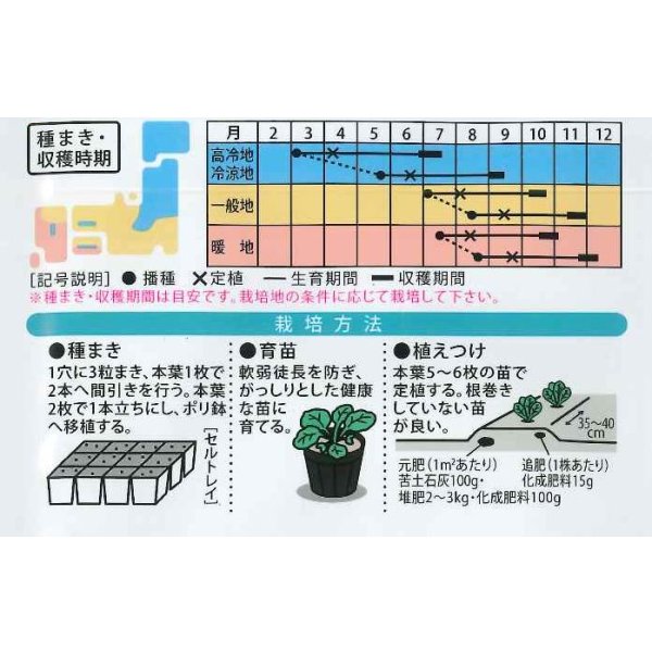 画像2: [キャベツ]　柳生甘藍　1ml　（株）大和農園 (2)