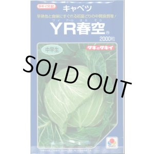 画像: 送料無料 [キャベツ] YR春空 2000粒 貴種(コートしてません) タキイ種苗(株)
