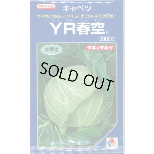 画像1: 送料無料 [キャベツ] YR春空 2000粒 貴種(コートしてません) タキイ種苗(株) (1)