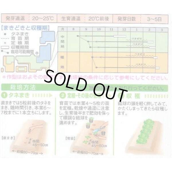 画像2: [白菜]　ほまれの極み　0.8ｍｌ　　タキイ種苗（株）　DF (2)