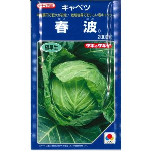 画像: 送料無料　[キャベツ]　春波　2000粒(コートしてません)　タキイ種苗(株)