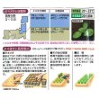 画像3: [白菜]　CRお黄にいり　100粒 ペレット種子　タキイ種苗（株） (3)