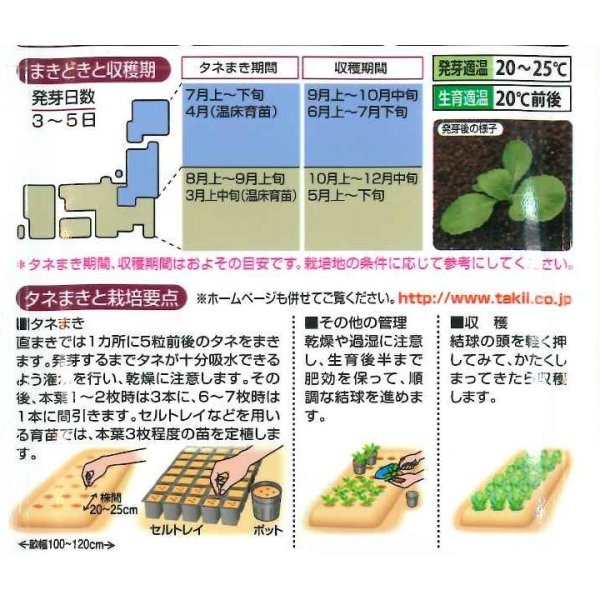 画像3: [白菜]　CRお黄にいり　5000粒 ペレット種子　タキイ種苗（株） (3)