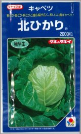 画像: 送料無料　[キャベツ]　北ひかり　2000粒　タキイ種苗(株)