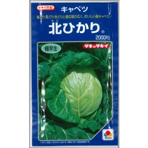 画像: 送料無料　[キャベツ]　北ひかり　2000粒　タキイ種苗(株)