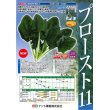 画像2: 野菜種　ほうれんそう　プロースト11　プライミング　　Mサイズ　3万粒　　ナント種苗（株） (2)