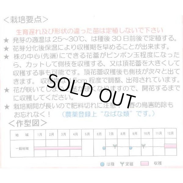 画像2: アレッタ2　ペレット種子　1000粒　松永種苗(株) (2)