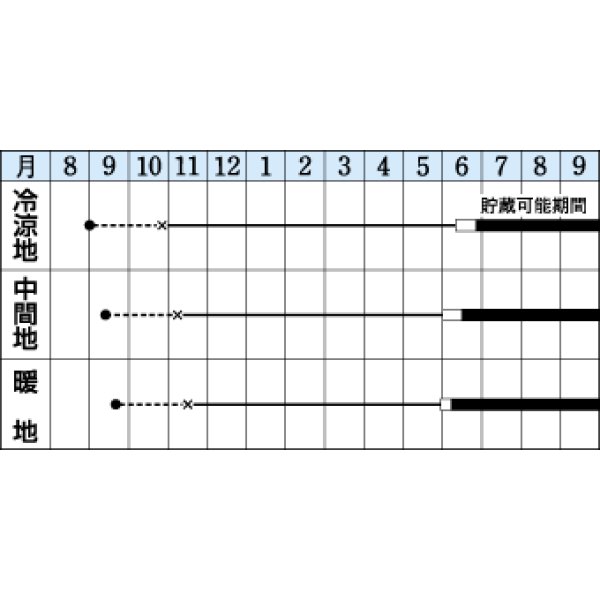 画像2: 送料無料　[たまねぎ]　猩々赤　5.5ml(約720粒)　タキイ種苗(株)　DF (2)