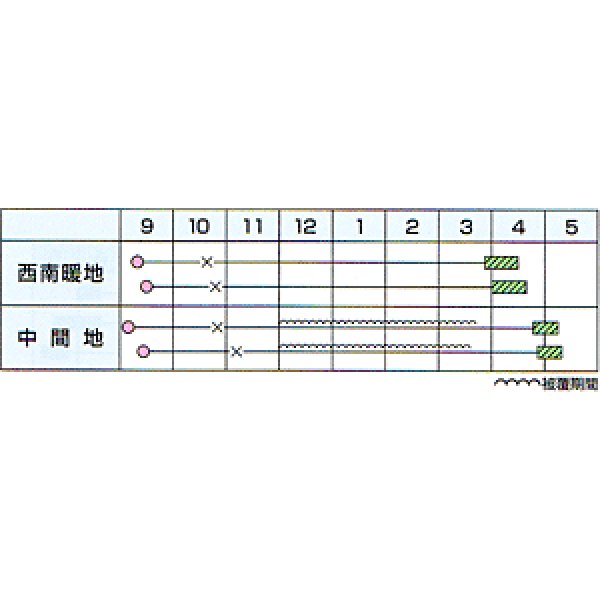 画像2: 送料無料　[たまねぎ]　貴錦　2dl　カネコ種苗（株） (2)