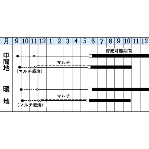 画像2: 送料無料　[たまねぎ]　アトン　5.5ml(約650粒)　タキイ種苗(株)　DF (2)