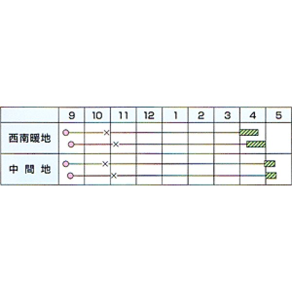 画像2: 送料無料　[たまねぎ]　浜育　2dl　カネコ種苗（株） (2)