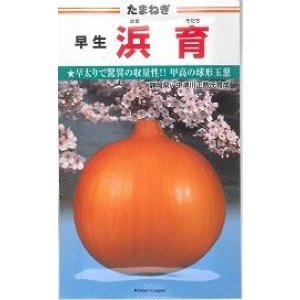 画像: 送料無料　[たまねぎ]　浜育　小袋　2.8ml　カネコ種苗（株）