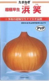 画像: 送料無料　[たまねぎ]　超極早生　浜笑（PVP）　20ml　カネコ種苗（株）