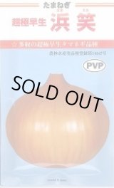 画像: 送料無料　[たまねぎ]　超極早生　浜笑　20ml　カネコ種苗（株）